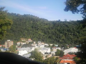jungle-view-from-patio.jpg